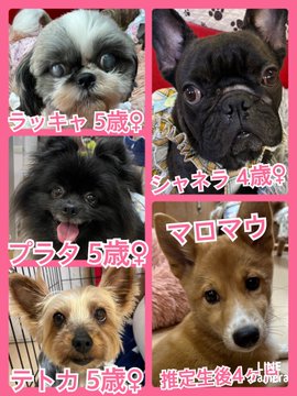 🐾今日の里親様募集中ワンコ🐶メンバーです🐾2023,5,9【保護犬カフェ天神橋店】